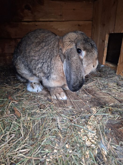 Vand 3 iepuri berbec german si 2 secuiesti
