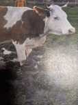 Vindem vaca baltata
