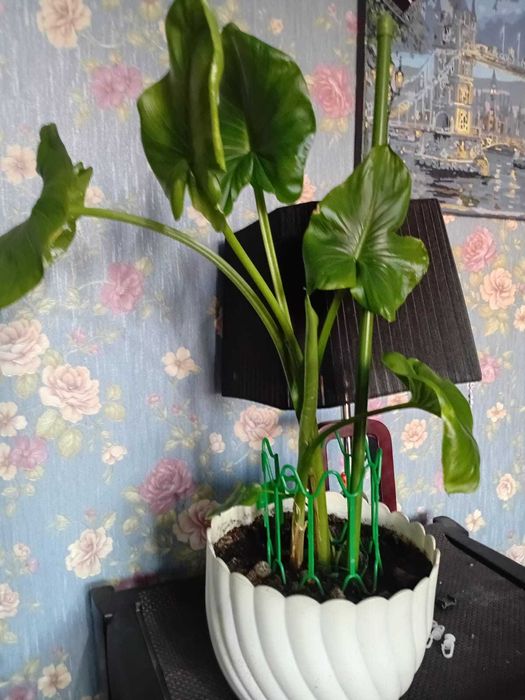 Цветок  филодендрон большой и калла