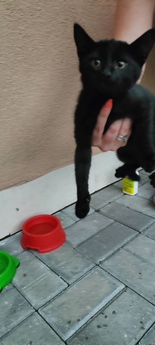 Подарявам мъжко коте
