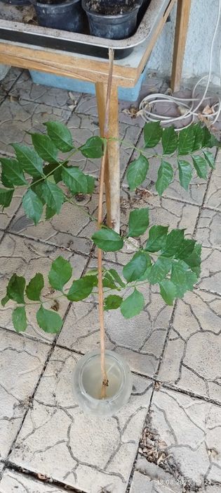 Филодендрон (Philodendron) / Сингониум (Syngonium)