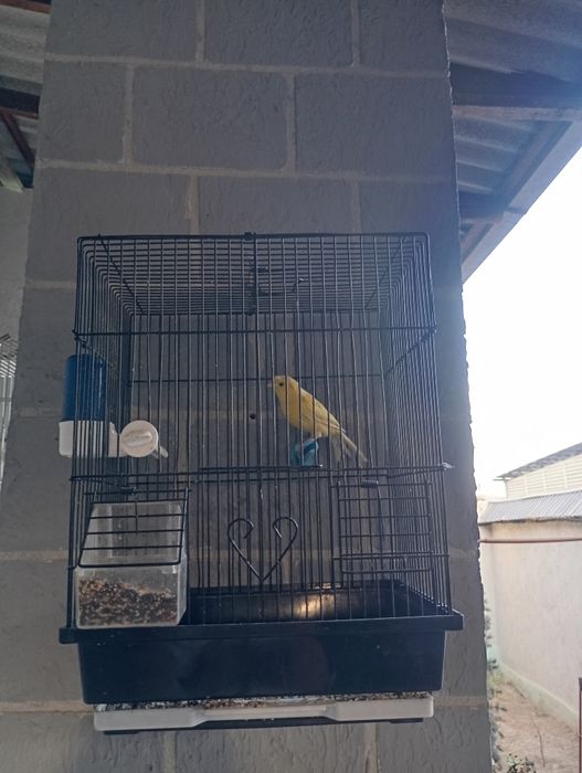 Продается поющая канарейка тройник с клеткой