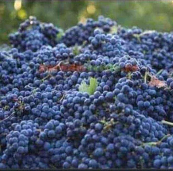 Struguri de vin productie 2025