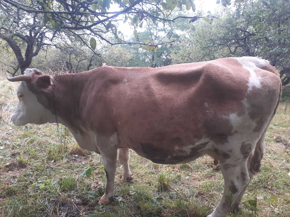 Vând vacă rasa baltata romaneasca