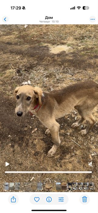 Пропал тазы щенок