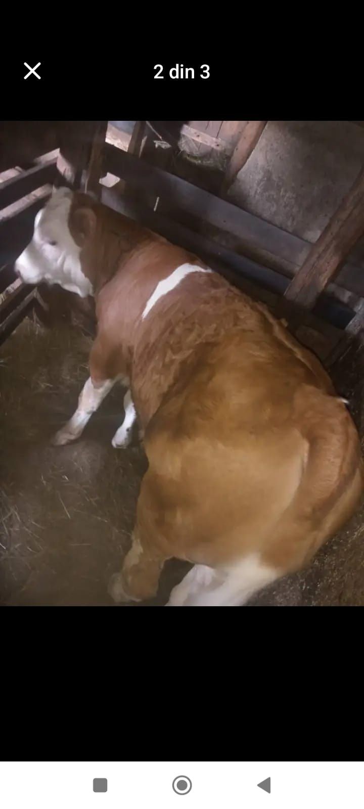 Vând vițel și vițea bălțați, vițelul înțărcat, vițeaua semi înțărcați