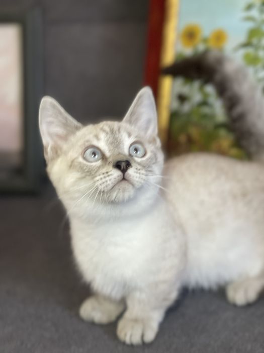 Motanel rasa Munchkin coloure point cu pedigree