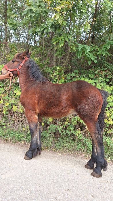 De vânzare mânz cuminte