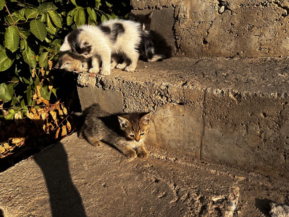 Отдам в дар котят!