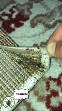 Дезинфекция клопов тараканов блох мышей муравьев Шымкент