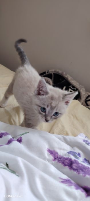 Кошка бирманская 1,5 месяц