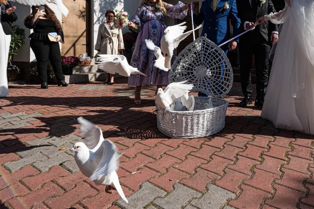 Porumbei albi pentru nunta