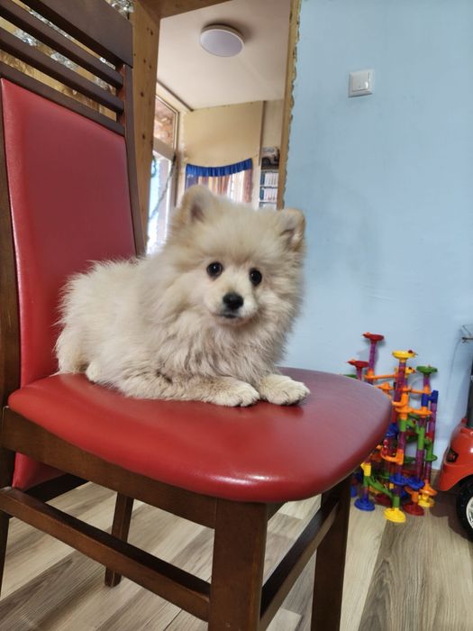 Малки кученца порода померан