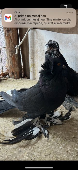 Vand uriasi maghiari