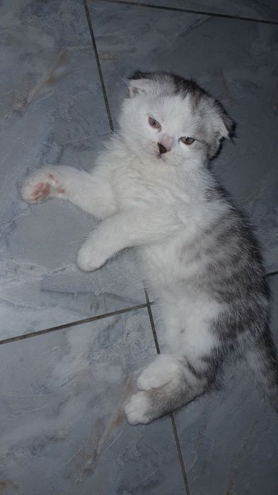 Котята ласковые !