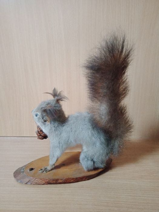 Продается чучело белки