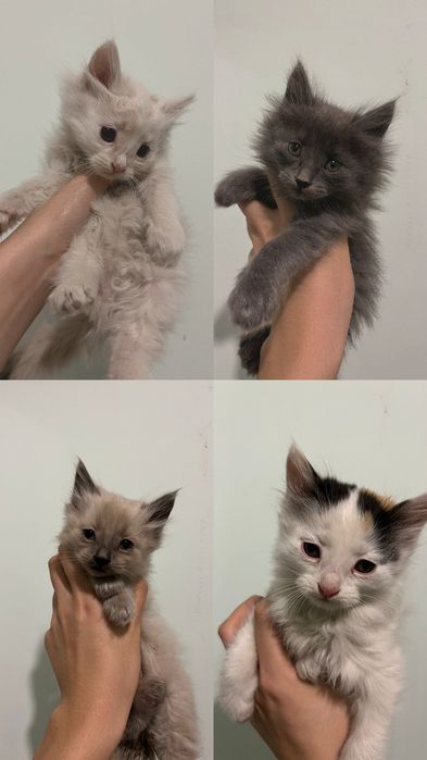 Ищу дом котятам , город Алматы