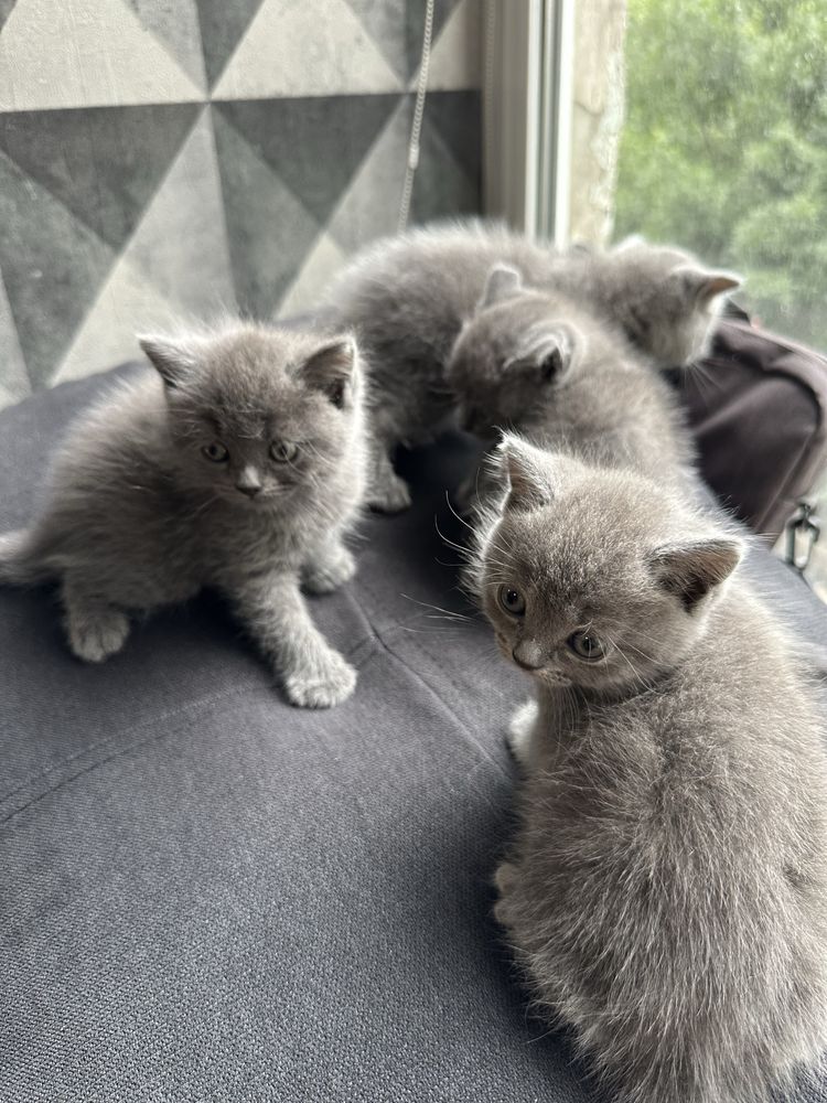 Британские котята