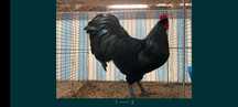 Cocoș Australorp negru