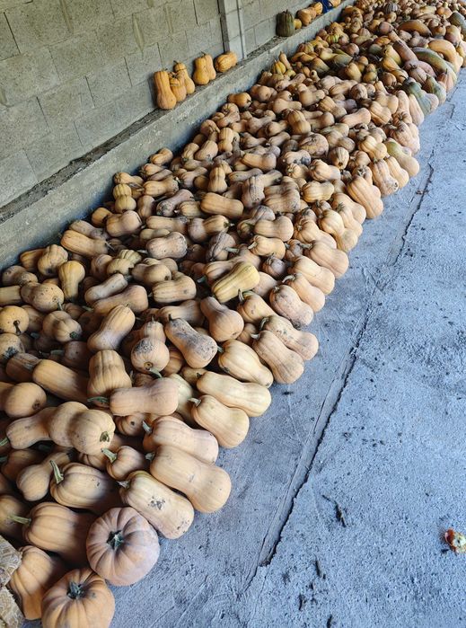 Продавам български тикви