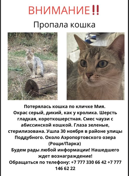 Потерялась Абиссинская кошка в Турксибском районе