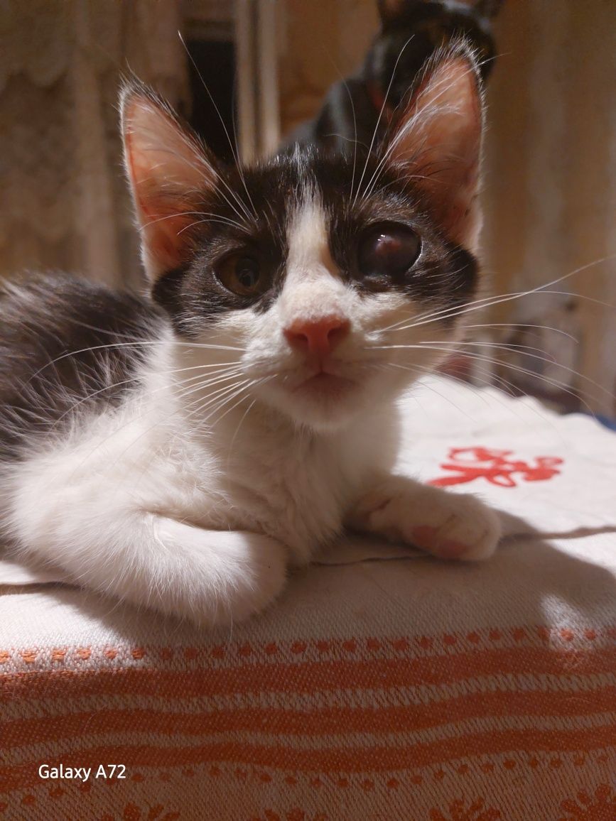 Котята в добрые руки!