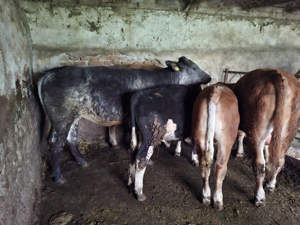 Viței de boxă și două juninci Bălțată Românească