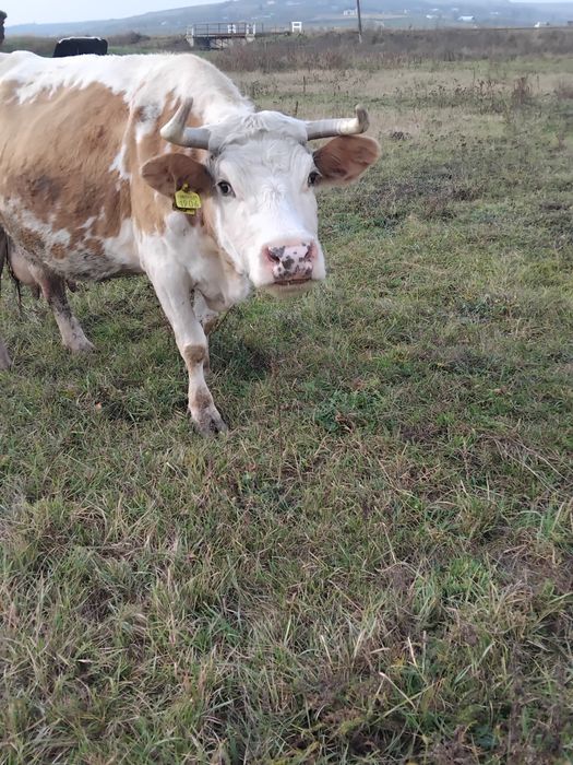 Vând o vacă frumoasă