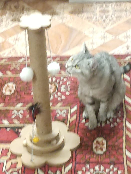 Когтеточка для кошки.