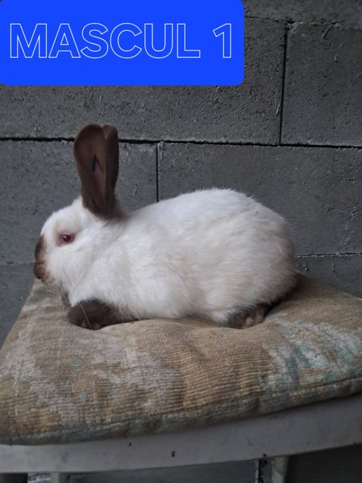 Vând iepuri californian