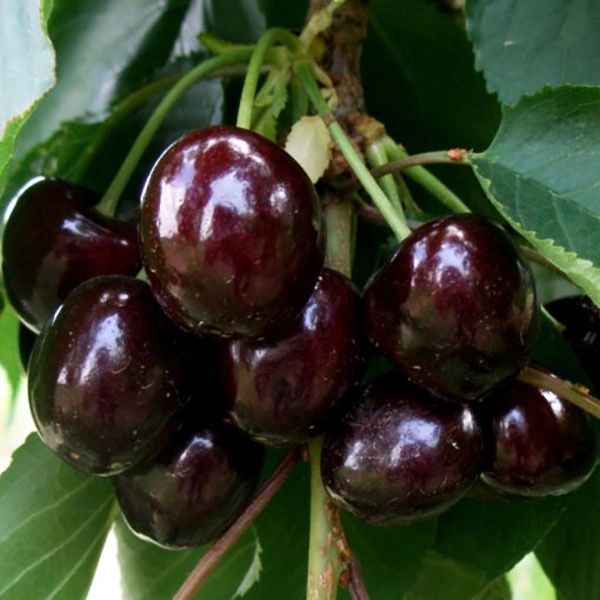 Cireș (Soiul Kordia )