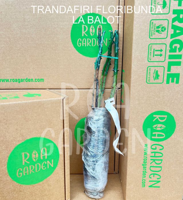 Trandafiri la balot – Floribunda, Teahibrizi, Urcători pentru grădină