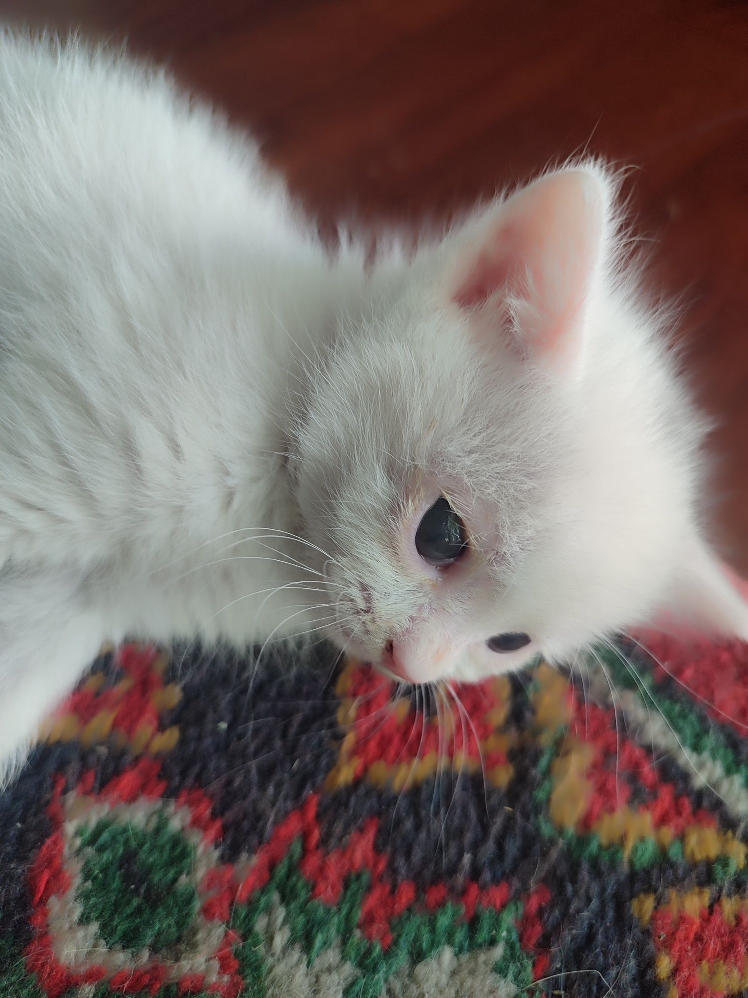 Отдам даром Новорождëнных котят. 1 месяц 2 недели исполнилось.