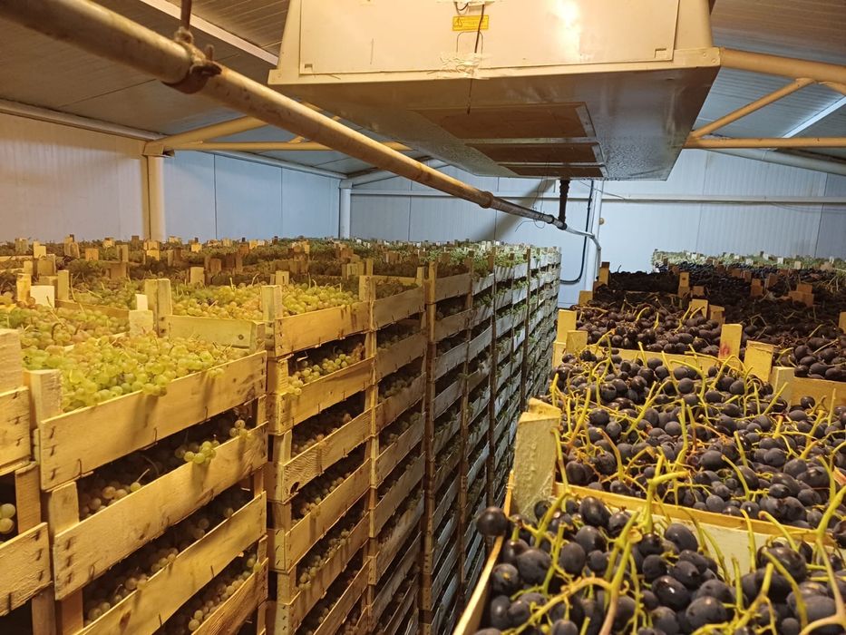 Producator vand struguri de masa