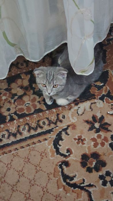 Продам вислоухого котенка