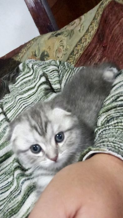 Готовится к продаже котенок шиншилла скоттиш фолд