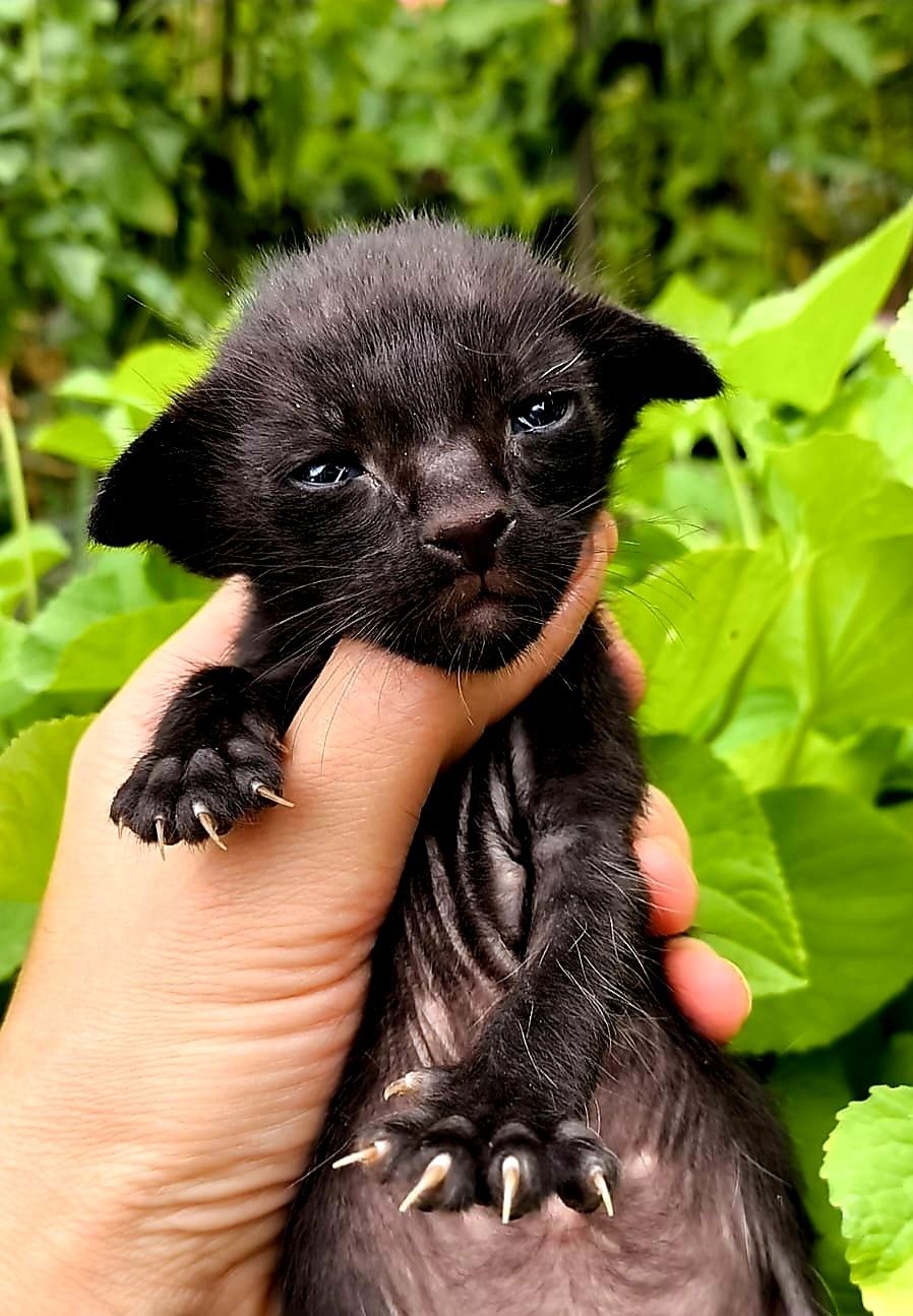 КОТЯТА! ЧУДЕСНЫЕ Ориенталы ! !