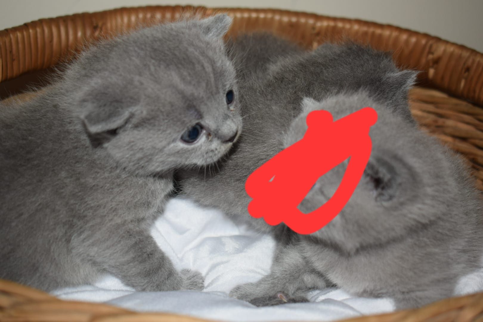 British shorthair blue