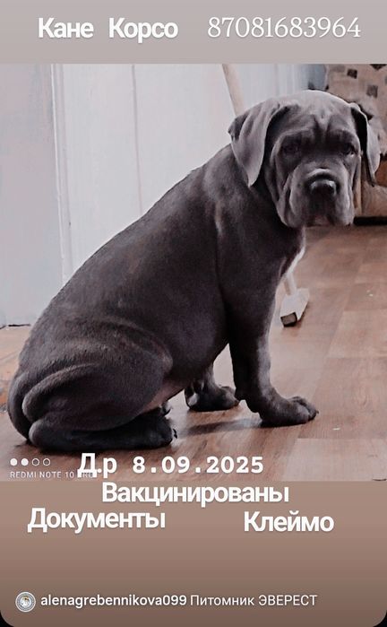 Щенки Кане Корсо !Цена Сегодня!