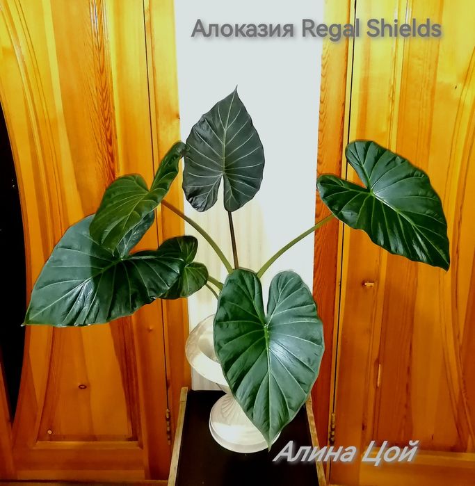 Алоказия Регал Шилд (Regal Shield)