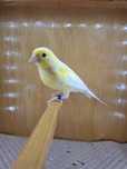 Canari razza plus zebre bonus