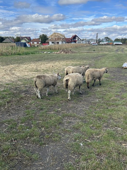 Vand oaie si berbecut texel