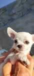 Chihuahua baietel