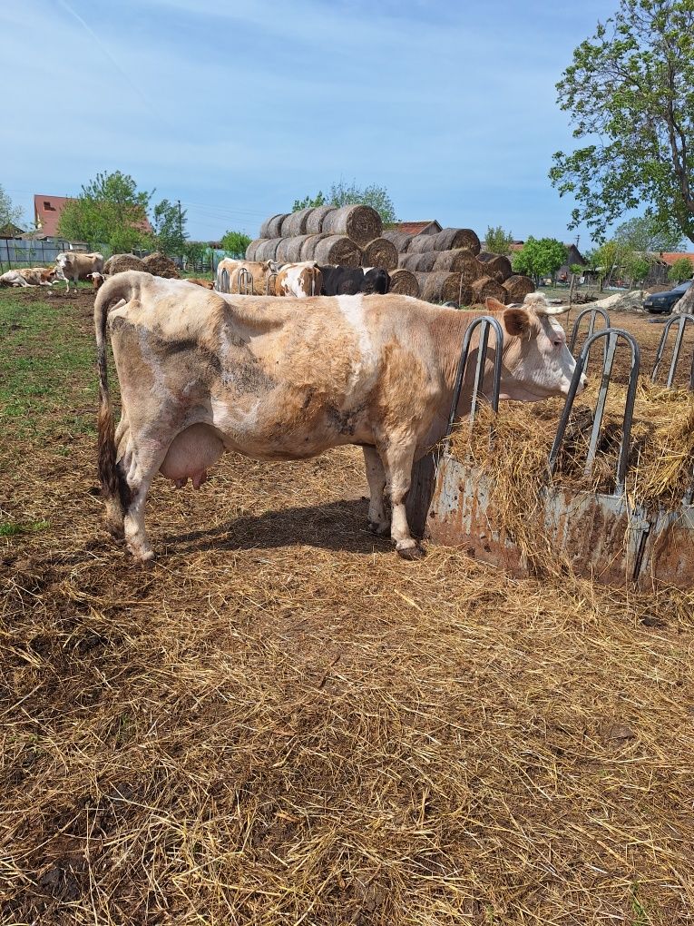 Vând vaca Baltata  românească