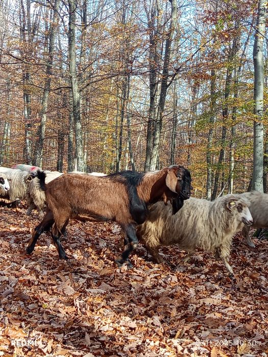 Vând țap anglonobian  schimb