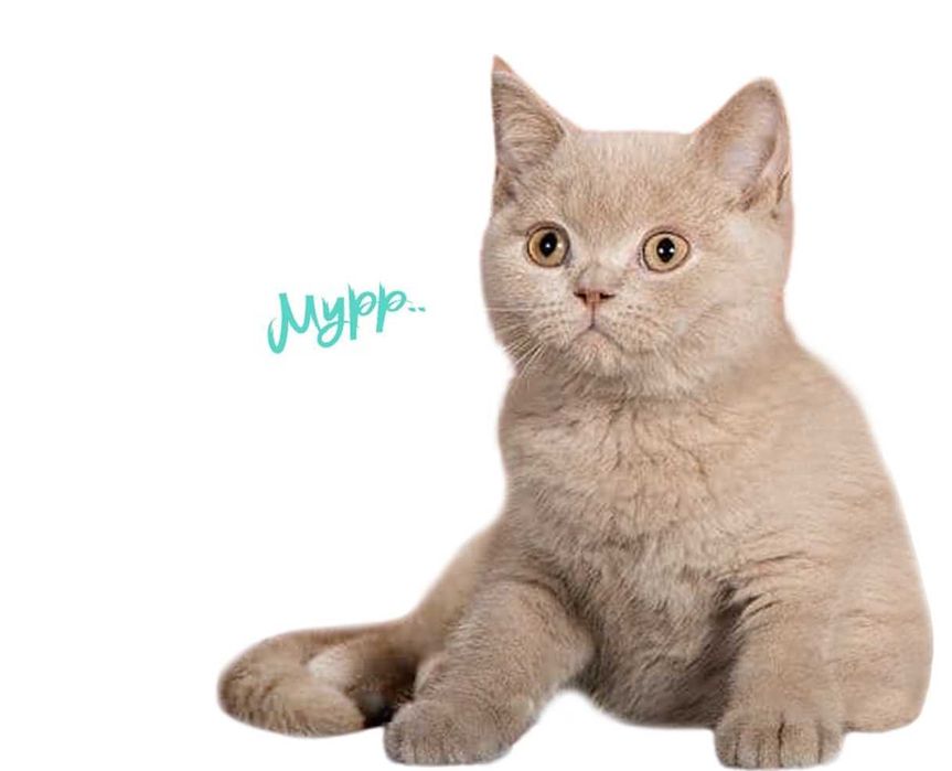 Возьму на время ваших питомцев