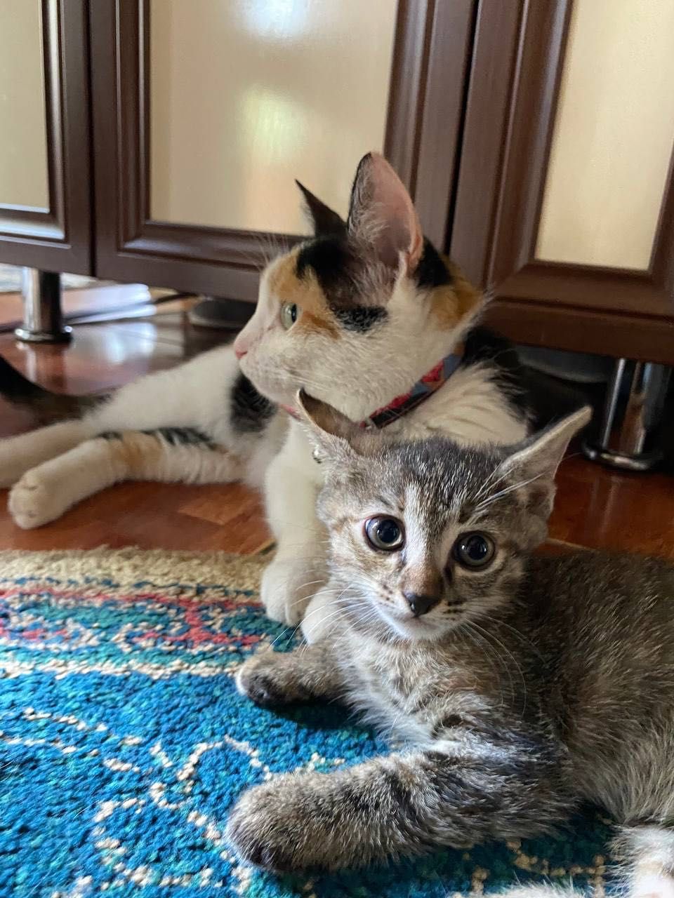 Котенки в хорошие руки