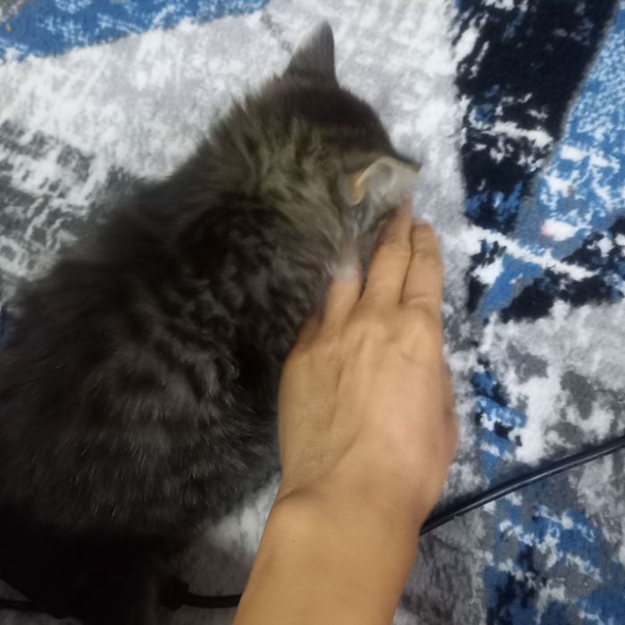Продаётся котёнок мальчик