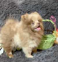 pomeranian cu pedigree