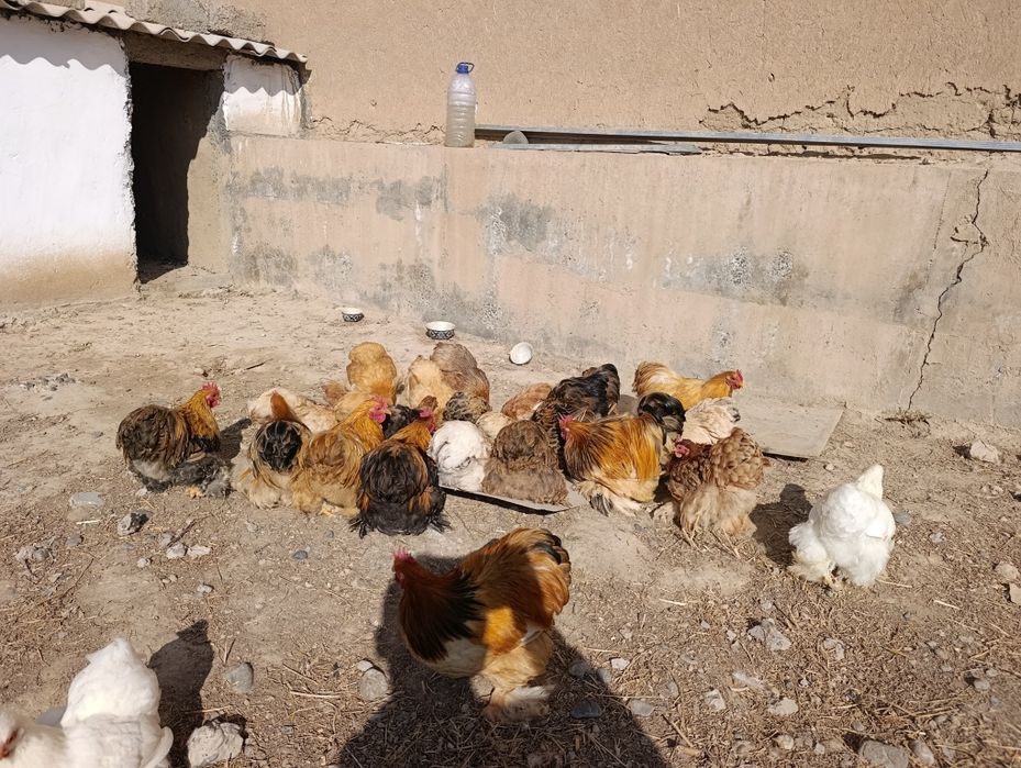 Xo'roz lar sotiladi. Kox karlik